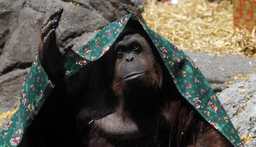 阿根廷法院判定猩猩有人权 应有自由