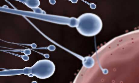 研究：人造精子和卵子或将成为可能