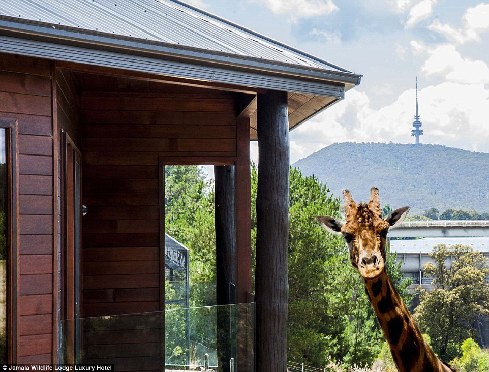 旅馆？动物园？这是澳大利亚加马拉野生动物旅馆！