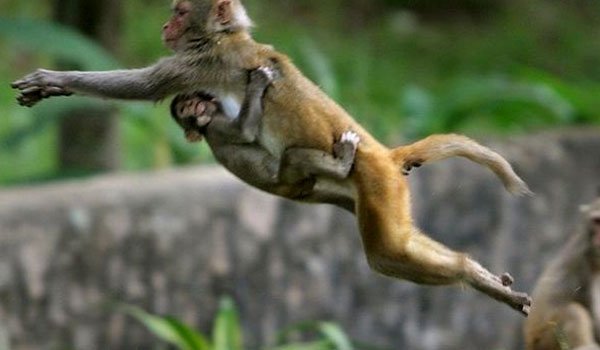 猕猴阻碍印度互联网发展