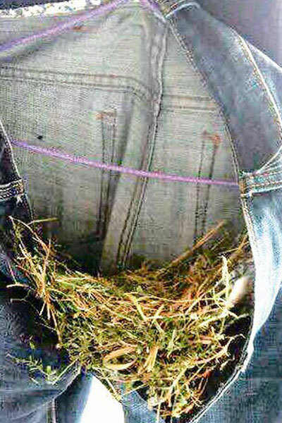 Bird builds nest in jeans