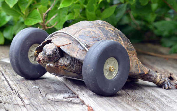 乌龟装“车轮腿” 再也不怕赛跑啦！
