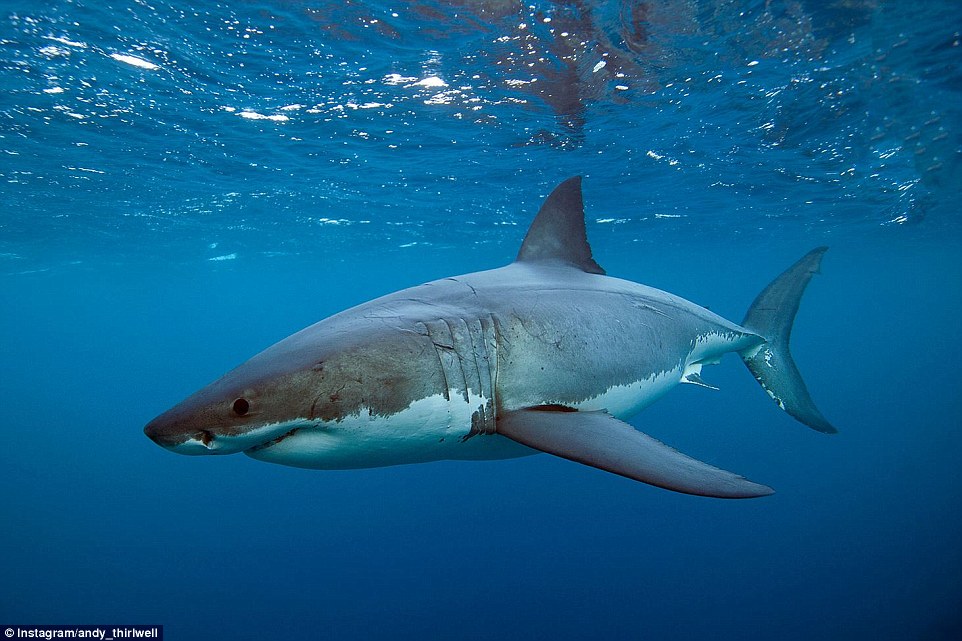 惊艳的海底世界 与海豹和大白鲨亲密接触