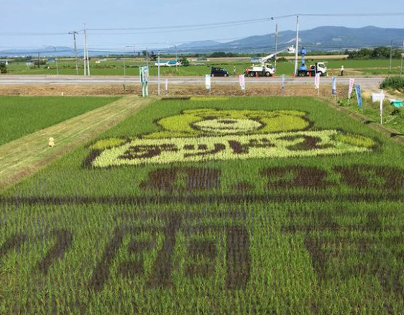 日本稻田里种出“贱熊泰迪”