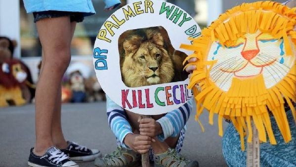 Americans' Anger Grows Over Killing of Lion