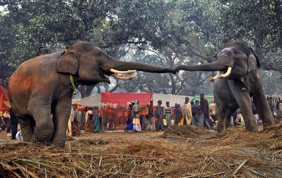 世界大象日，带你走近它们