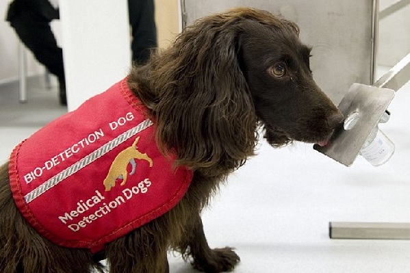 Dogs Being Trained to Detect Cancer