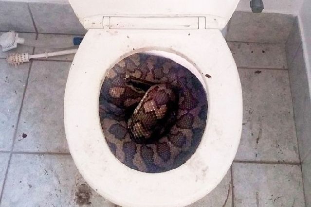 澳洲干旱 蟒蛇钻进马桶寻水