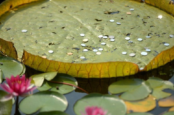 Water lily leaves torn by coins