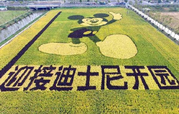 Paddy field picture of Mickey Mouse