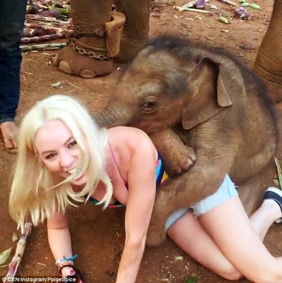 泰国小象卖萌 见人就给“爱的抱抱”