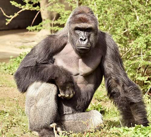 四岁男童爬入猩猩池，动物园射杀大猩猩引争议