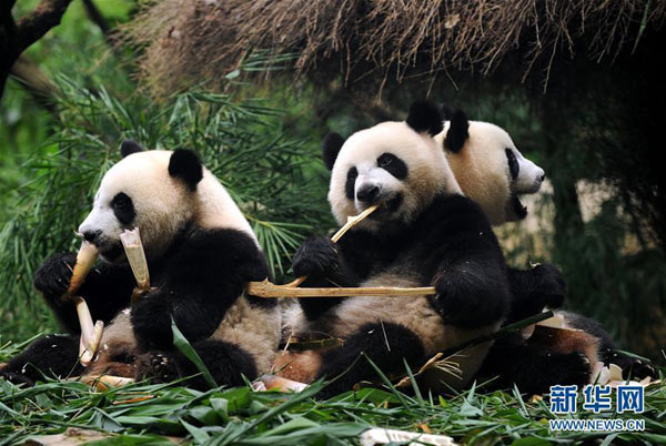 全球唯一存活大熊猫三胞胎“断奶”