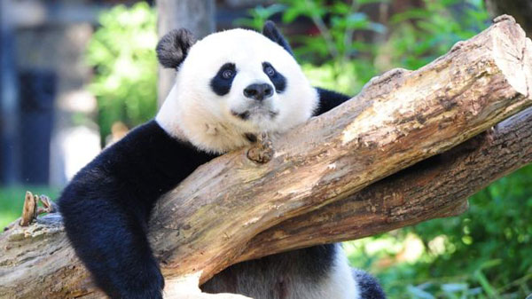 大熊猫被移出濒危名单 东部大猩猩成“极危”