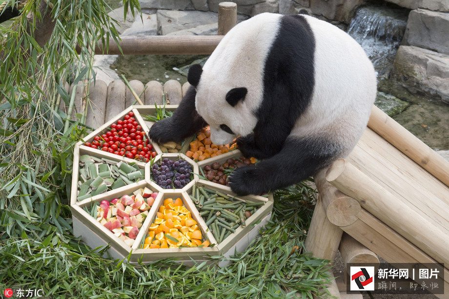 吃得开心！韩国动物园大熊猫提前享受节日大餐（组图）