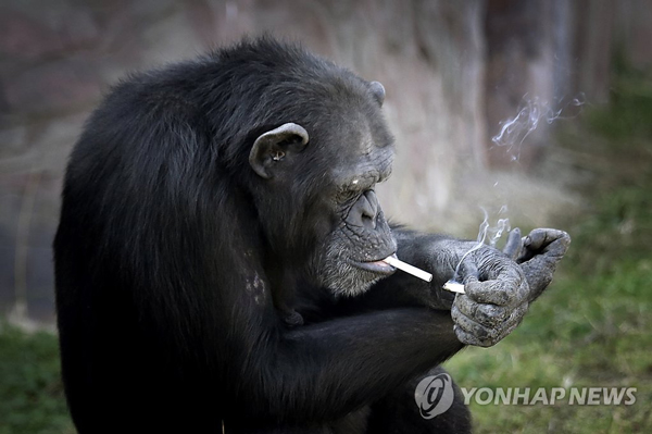 朝鲜大猩猩抽烟上瘾 动作熟练每日1包（组图）