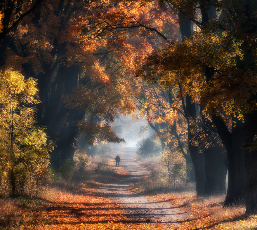 全球最美秋景：波兰枫林小径（组图）