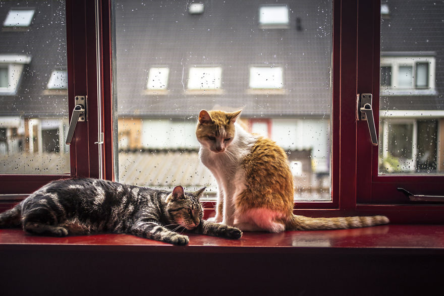 两只猫的hygee时光：雨天闲看窗外风景（组图）