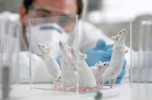 科学家：哺乳动物已实现“逆生长” 十年内将进行人体试验