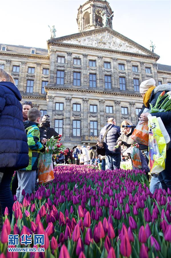 荷兰迎来国家郁金香日 美丽鲜花免费摘（组图）