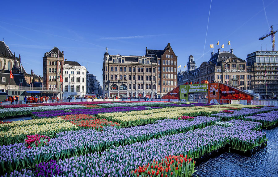 荷兰迎来国家郁金香日 美丽鲜花免费摘（组图）