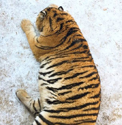 你这么胖 我一定是遇到了假老虎