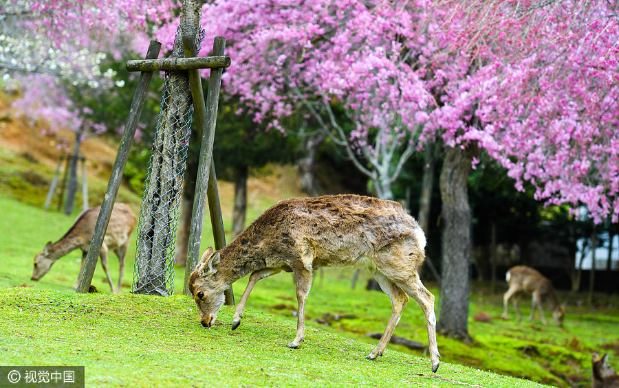 日本奈良公园樱花盛开 小鹿穿梭其中如林间精灵（组图）