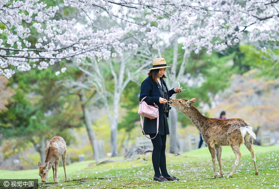 日本奈良公园樱花盛开 小鹿穿梭其中如林间精灵（组图）