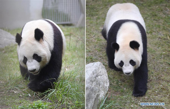 中国大熊猫抵达荷兰 开启“熊猫外交”新征程