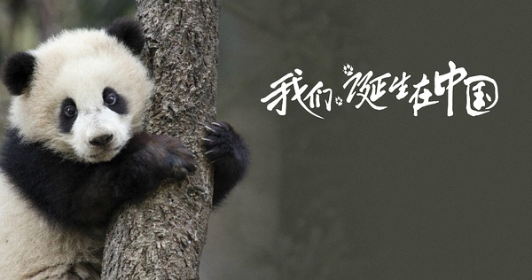 《我们诞生在中国》美国热映 大熊猫、金丝猴、雪豹海外圈粉