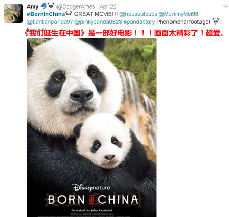 《我们诞生在中国》美国热映 大熊猫、金丝猴、雪豹海外圈粉