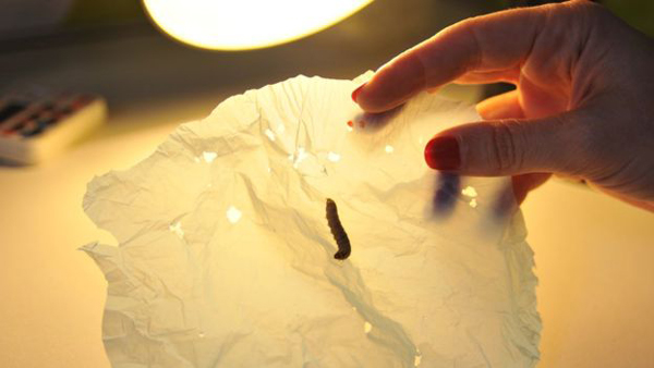 毛毛虫能吃塑料袋 或成解决塑料污染关键