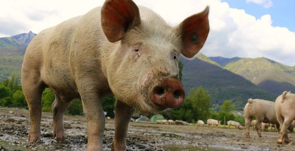 全球最大猪肉生产商计划供应猪器官给人类做器官移植