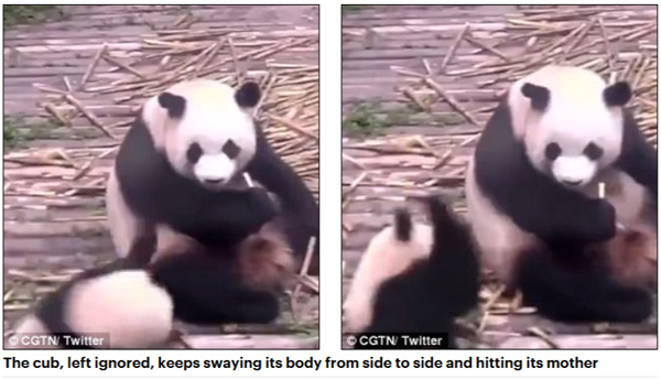 受不了了！熊猫宝宝撒娇发脾气被妈妈推下斜坡（视频）