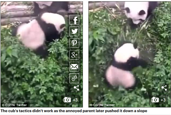 受不了了！熊猫宝宝撒娇发脾气被妈妈推下斜坡（视频）