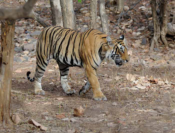 为获政府赔偿 印度村民将老人送保护区喂老虎