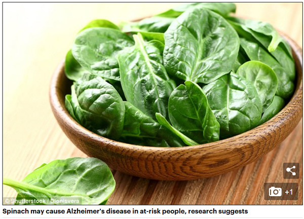 研究：吃菠菜或引发老年痴呆症