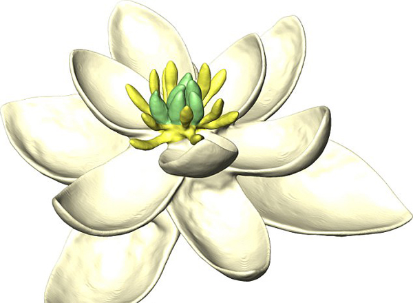 花朵“始祖”长啥样?像白莲花和白百合结合体