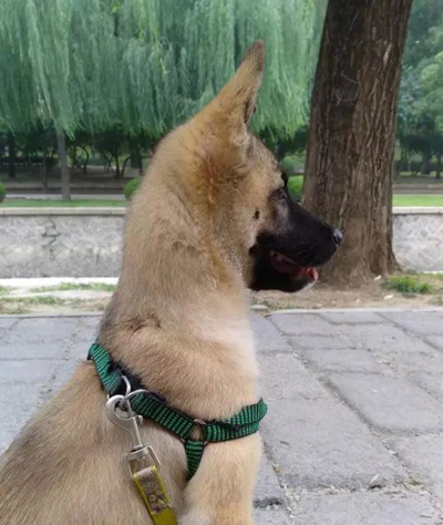 老外在中国：忠犬相伴