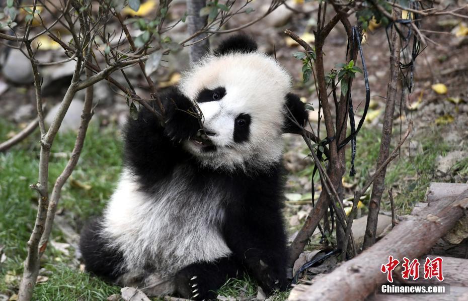 2017年新生大熊猫耍宝 你们是吃可爱长大的吧！（组图）