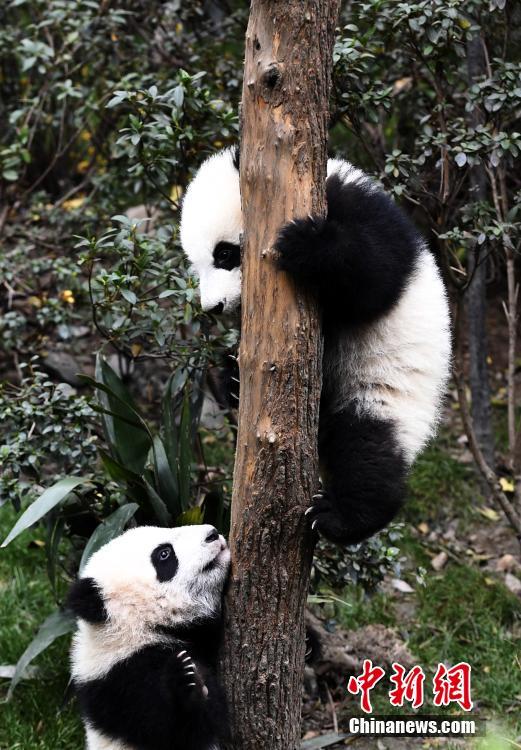 2017年新生大熊猫耍宝 你们是吃可爱长大的吧！（组图）