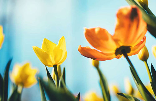 春天来了，给你介绍15个春韵十足的英语单词