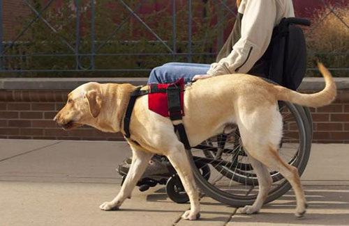 老外在中国：狗为啥会死心塌地跟着人类？
