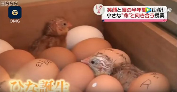 日本高中开另类生命课 让学生亲手养鸡再宰了吃（视频）
