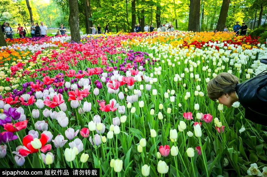 郁金香花节在俄罗斯圣彼得堡举行 五颜六色花海迎客（组图）