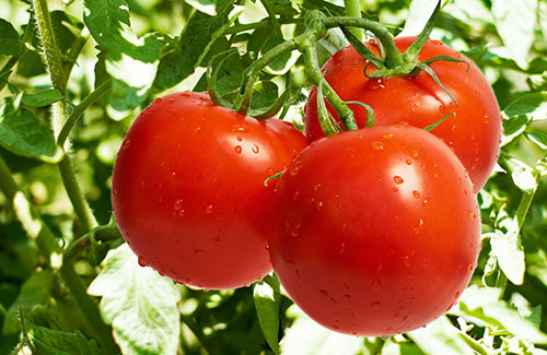 番茄到底算水果还是蔬菜？答案是“都行”