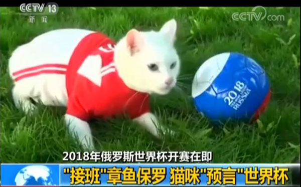 猫咪接班章鱼保罗担任世界杯“官方预言家”