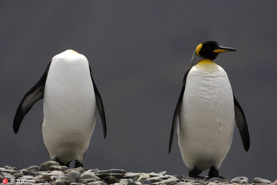 晒晒动物界神奇错位摄影：无头企鹅双头马……你被骗了吗？（组图）