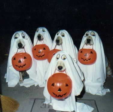 Why dogs don't like Halloween