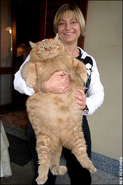意大利现实版“加菲猫”重达32斤